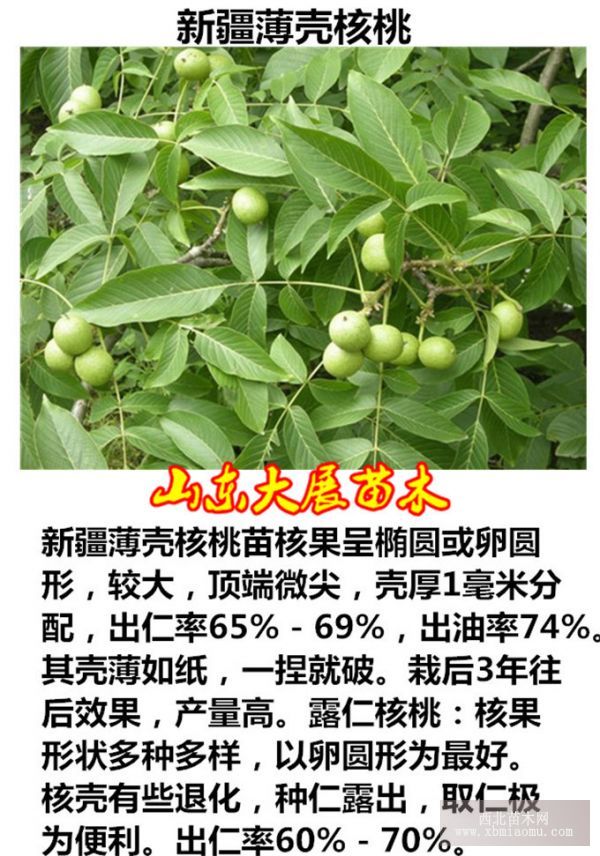 最新核桃苗种植与管理步骤指南，从育苗到管理的全方位指导