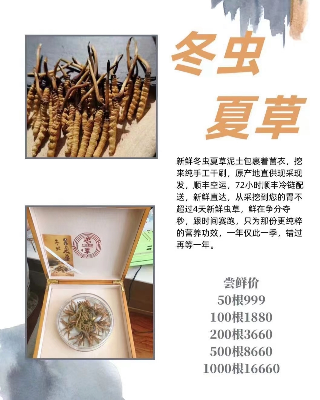 蛹虫草最新价格表，全面了解蛹虫草价格走势